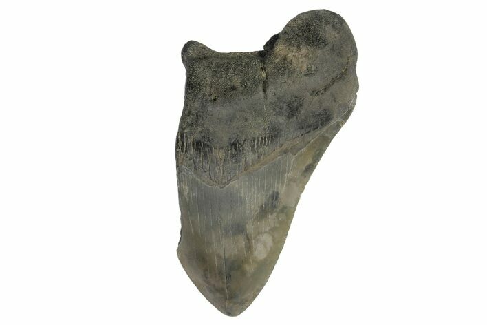 Bargain, Fossil Megalodon Tooth - South Carolina #172167